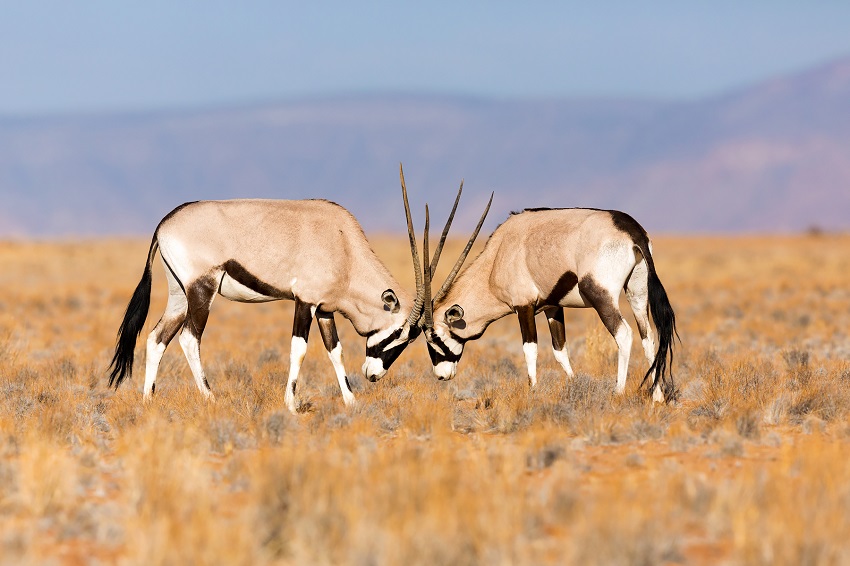 Вид: oryx gazella = орикс, сернобык