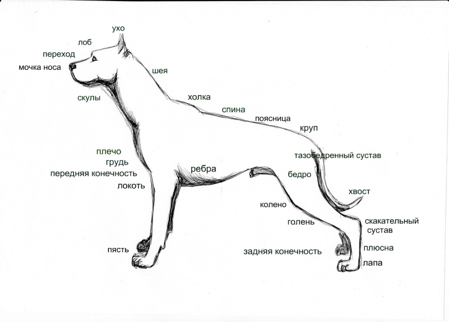 Оттерхаунд собака. описание, особенности, характер, уход и цена породы оттерхаунд | животный мир