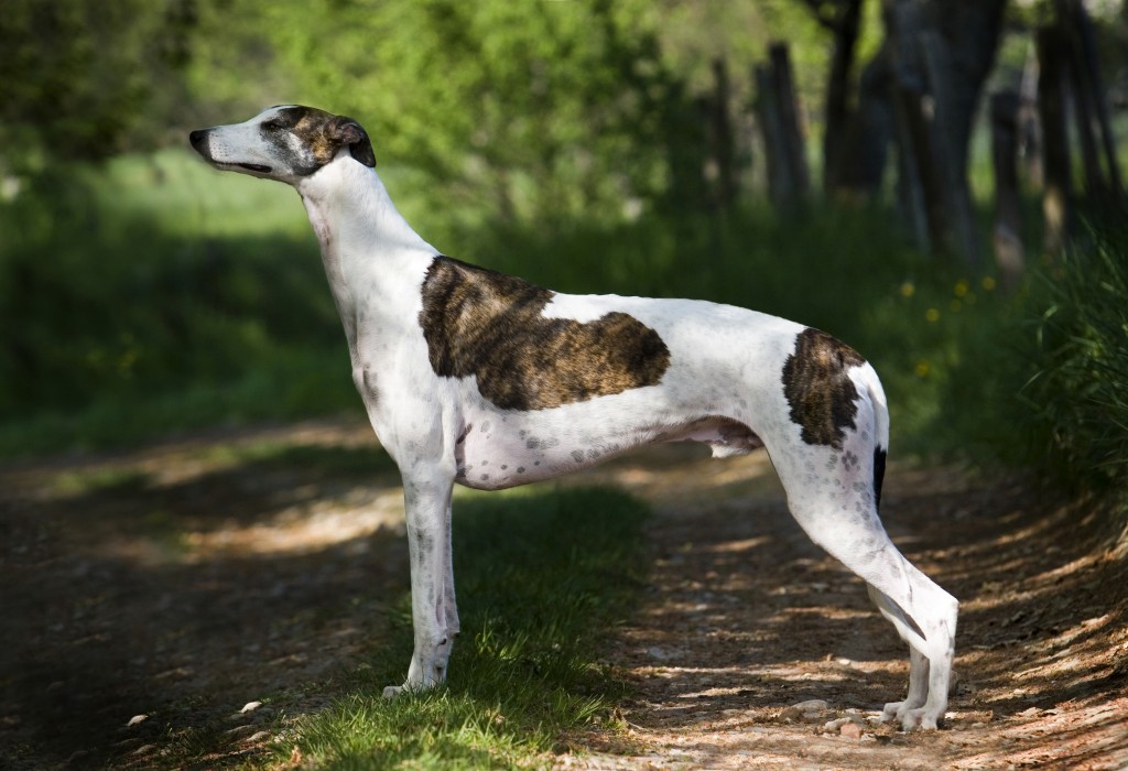Грейхаунд: фото, видео и описание породы английских борзых собак грейхаунд, охота с грйхаундом