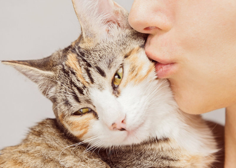 Понимает ли кошка человеческую речь: мифы и реальность. обсуждение на liveinternet