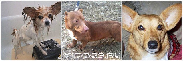 Помесь таксы и терьера - наши лапки