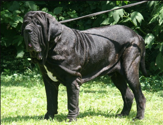 Самые большие собаки в мире: фото с названиями