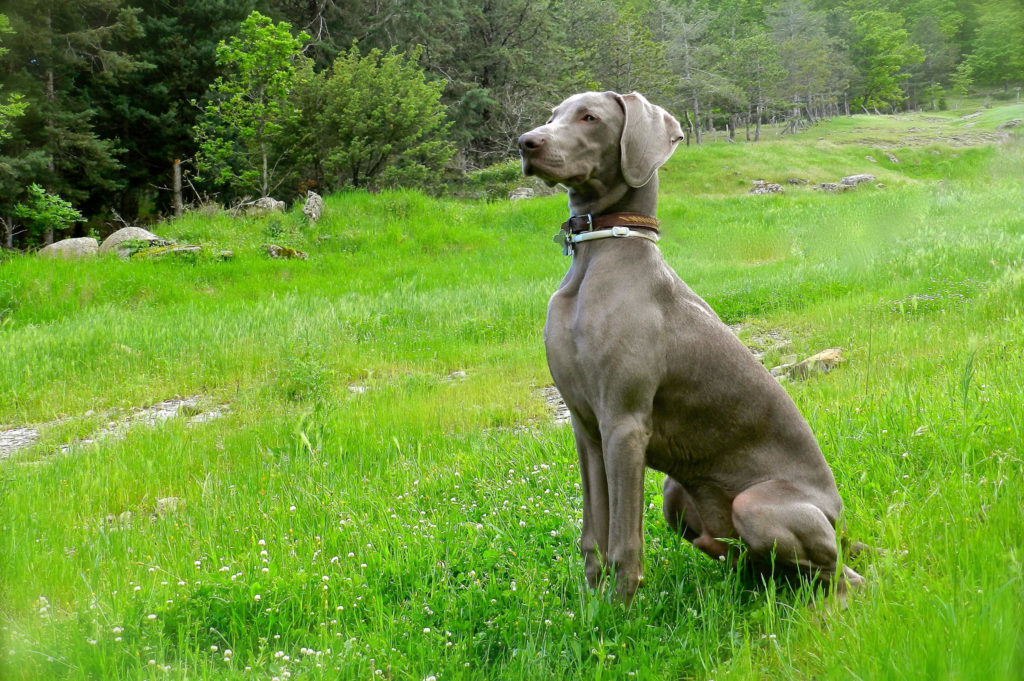 Веймаранер собака. описание, особенности, уход и цена веймаранера