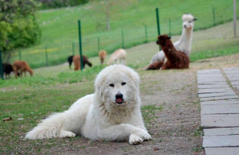 Мареммо-абруццкая овчарка: описание породы собак с фото и видео