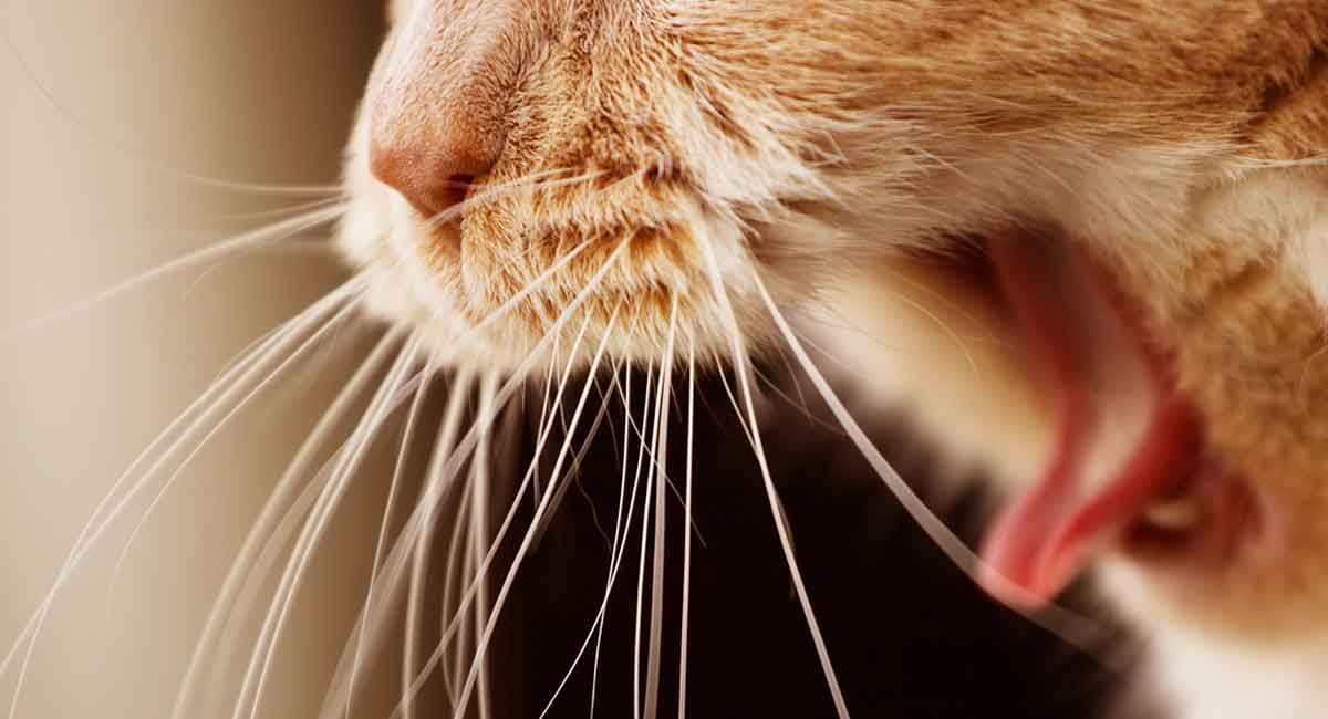 Зачем кошке нужны усы?