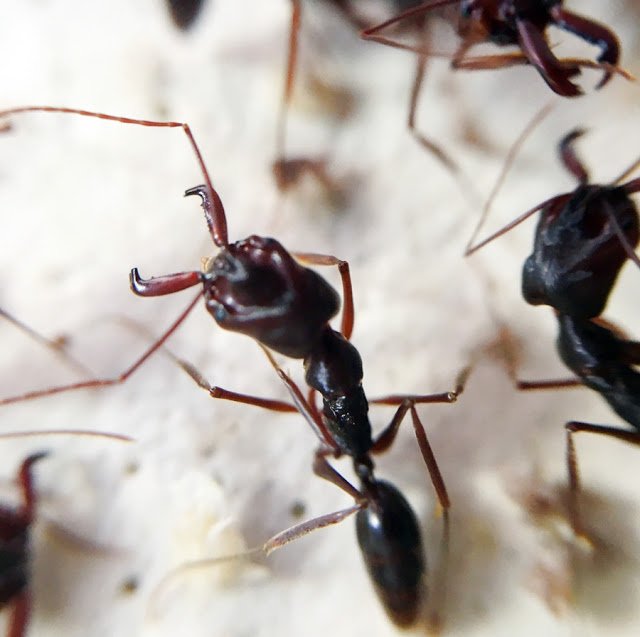 Odontomachus monticola или кричащий муравей    | клуб любителей муравьев