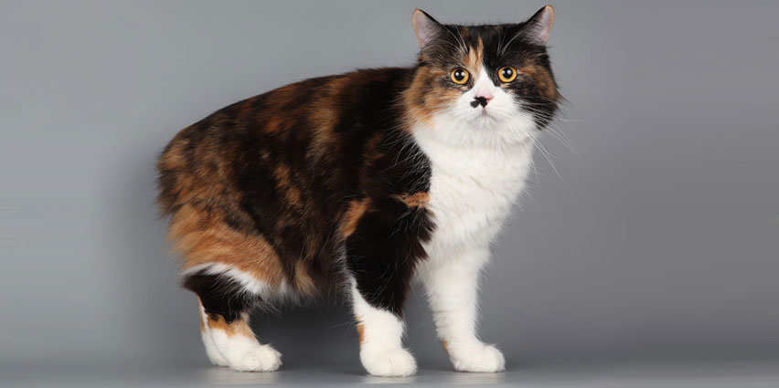Мэнкс: история породы кошек, фото, цена, уход