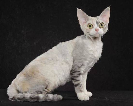 Гипоаллергенные кошки - описание пород с фото