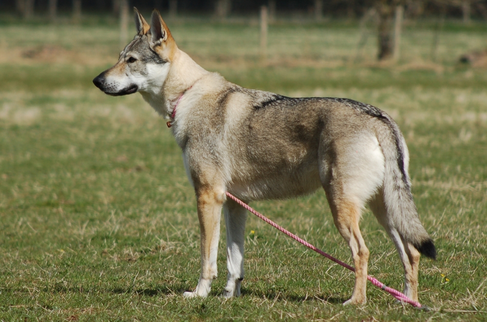 Чехословацкий влчак: универсальная служебная собака