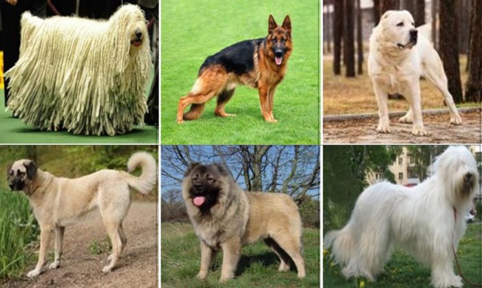 Разновидности овчарок с фотографиями и названиями разновидности