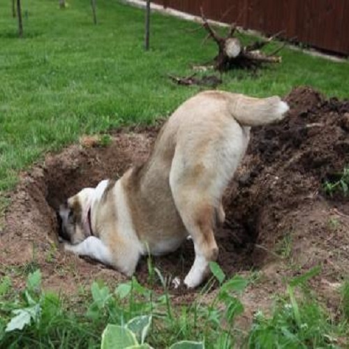 Почему собака роет ямы во дворе: выявляем и исправляем причины некорректного поведения