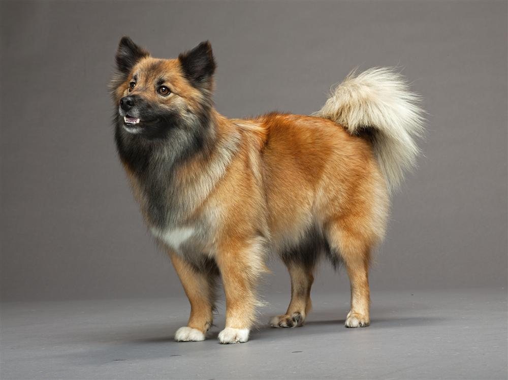 ᐉ описание породы исландская собака - ➡ motildazoo.ru