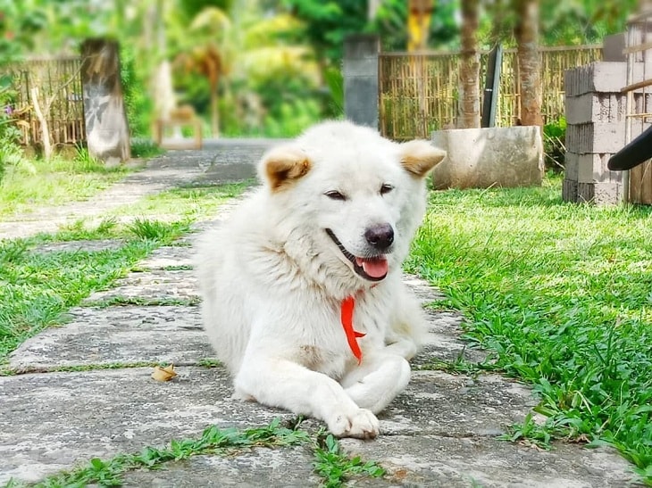 Мальтийская болонка: все о собаке, фото, описание породы, характер, цена