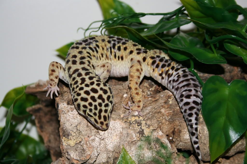 Eublepharis macularius — леопардовый геккон или пятнистый эублефар