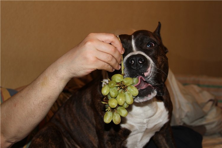 Можно ли давать виноград собаке | все о собаках