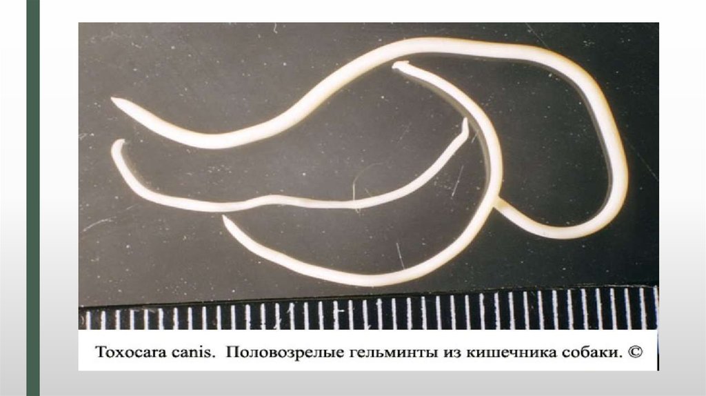 Виды паразитов у собак фото и описание