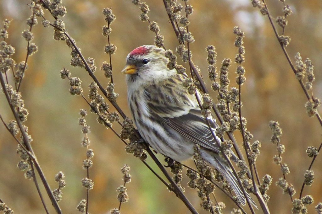 Птица зеленушка: описание, ареал обитания и уход в домашних усдовиях