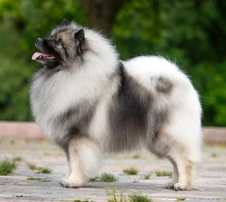 Кеесход: немецкая волчья собака вольфшпиц, описание породы, фото и цены на щенков, характер и размеры взрослых