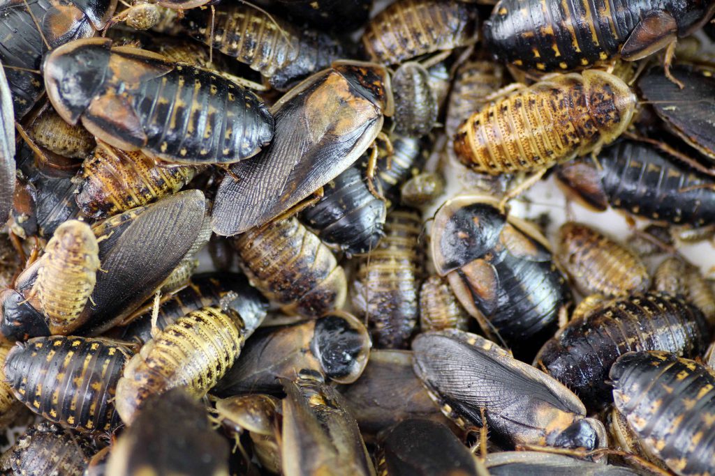 Мадагаскарский таракан и содержание его в домашних условиях