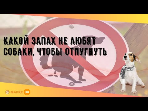 Какой запах не любят собаки, не переносят, какой их отпугивает от клумб, огорода, спрей для отпугивания - блог о животных - zoo-pet.ru