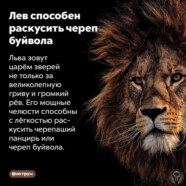 Все о знаке лев: самые интересные факты, которые вы должны знать о нем :: инфониак