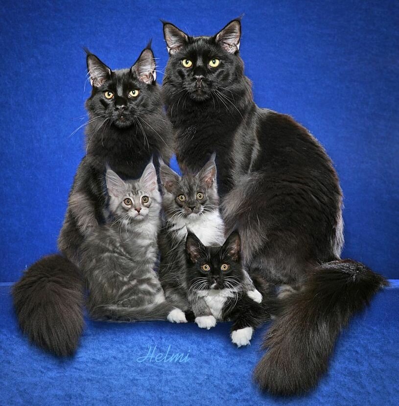 Породы кошек похожих на сиамских и их описание с фото