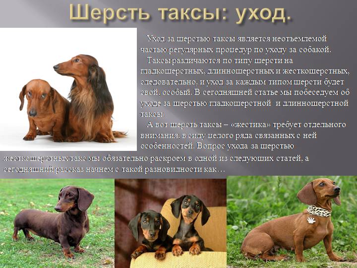 Такса: описание породы, характер собаки и щенка, фото, цена