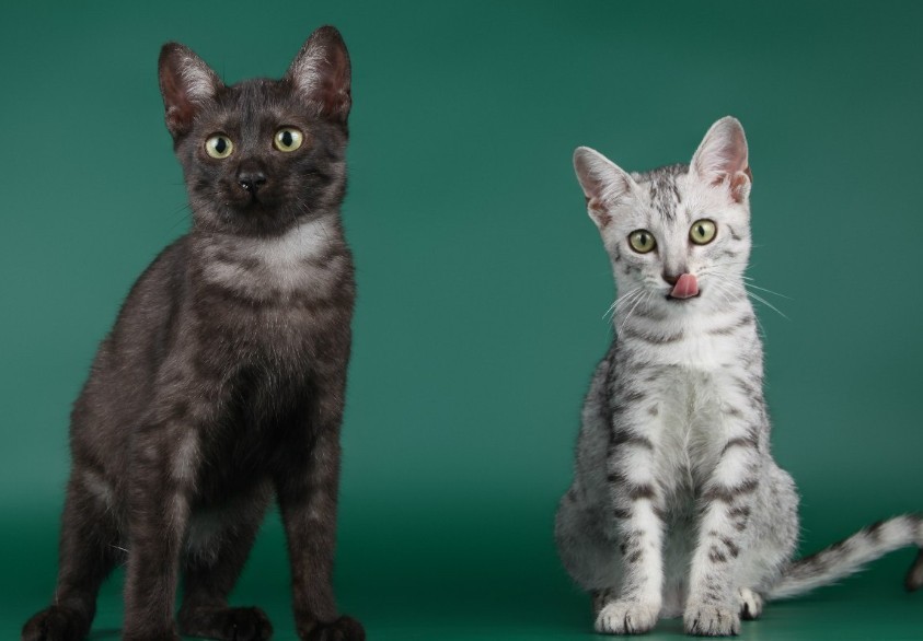 Египетская мау: стандарт породы кошек, описание и характер, фото, правила ухода, цена котят + отзывы владельцев