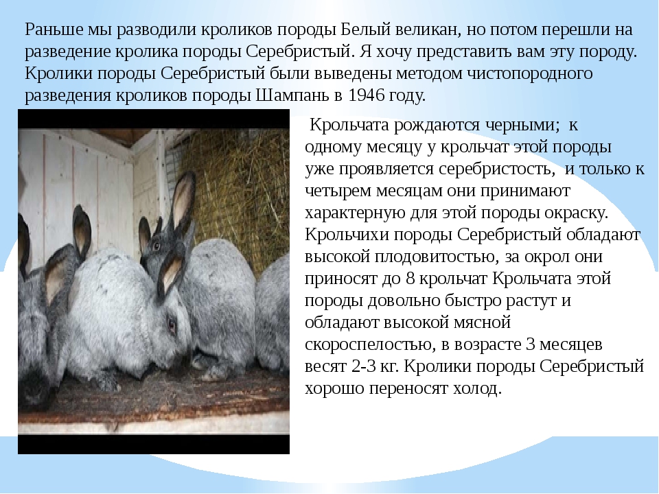 Серый великан кролик описание породы с фото