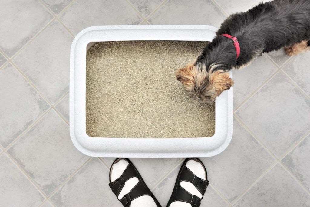 Как приучить собаку ходить в туалет на пелёнку? | блог ветклиники "беланта"