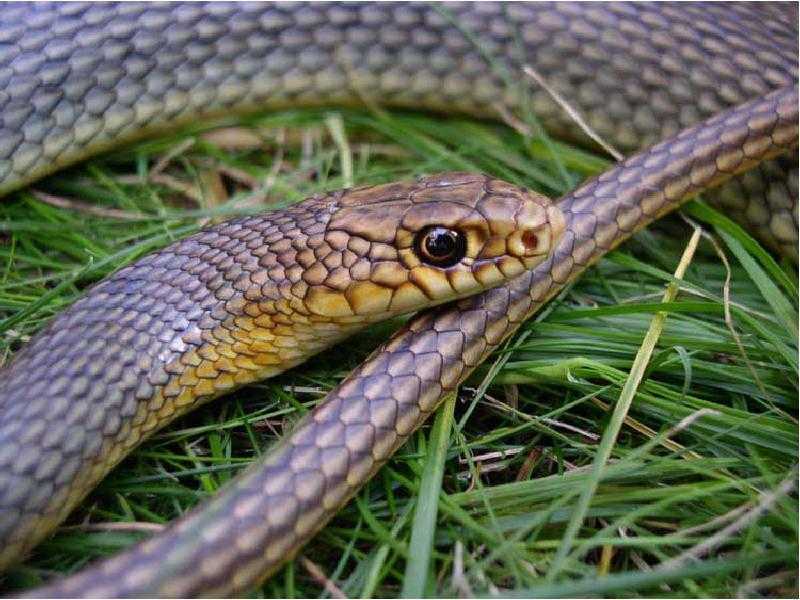 Желтобрюх змея. образ жизни и среда обитания желтобрюха