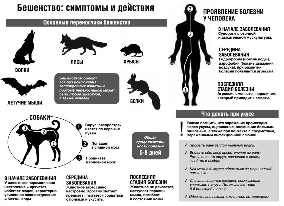 Инфекции, которые передаются от человека к животному