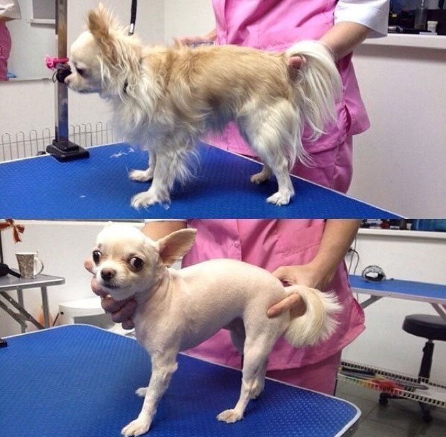 Стрижка чихуахуа длинношерстного и короткошерстного: нужно ли подстригать собак этой породы и какие прически существуют + фото