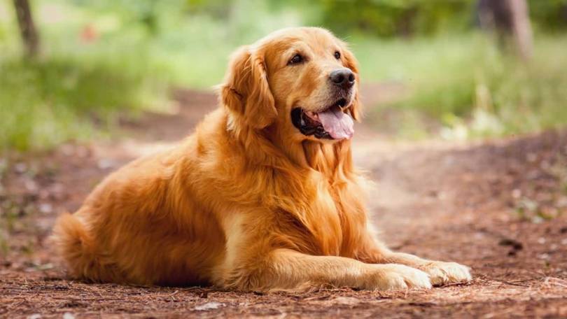 Золотистый ретривер: характеристика породы, особенности разведения, характер собаки, содержание в домашних условиях (110 фото)