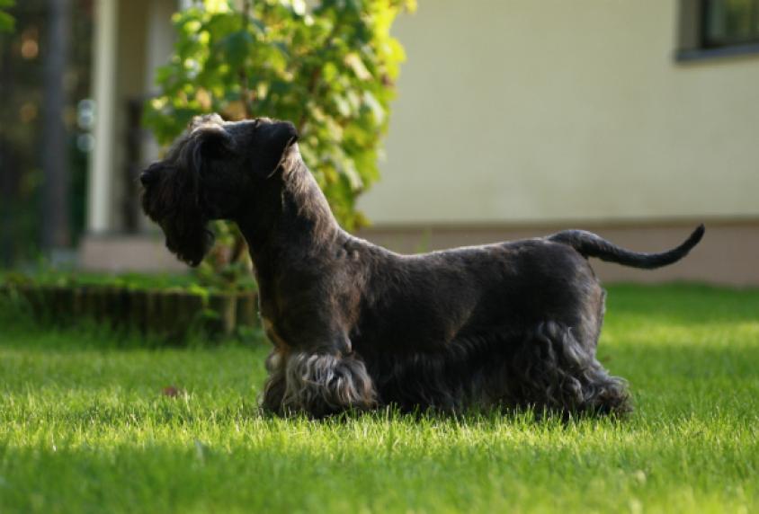 Чешский фоусек: фото собаки, цена, описание породы, характер, видео
чешский фоусек: фото собаки, цена, описание породы, характер, видео
