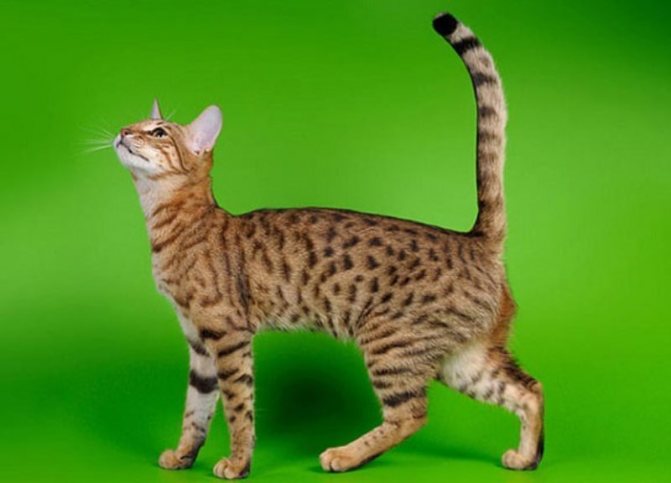 Серенгети (порода кошек): история возникновения и распространённые заболевания, сколько живет и чем питается (120 фото)