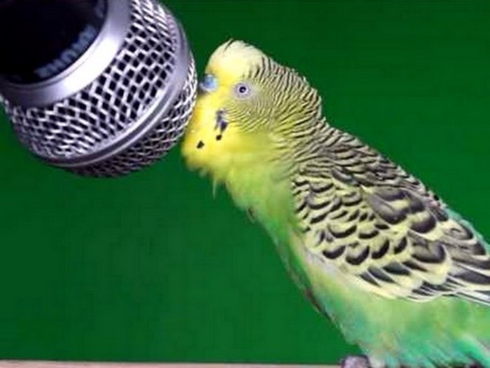 Как научить разговаривать волнистого попугая
