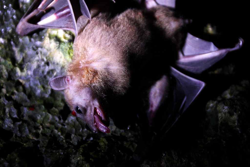 Летучая мышь вампир - vampire bat