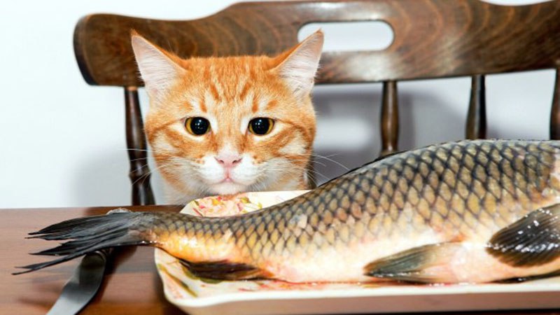 Можно ли кормить кошек рыбой? можно ли давать коту рыбку каждый день? какую рыбу можно давать: сырую или вареную, речную или морскую?