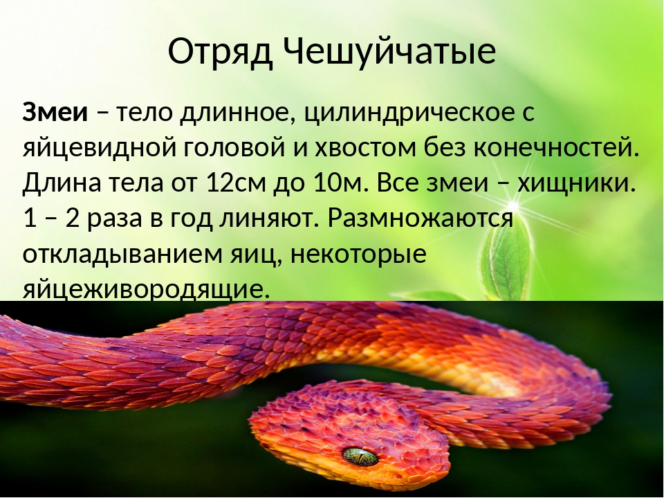 Тело змей. Отряд чешуйчатые подотряд змеи. Общая характеристика змей. Представители чешуйчатых змей. Характерные особенности чешуйчатых змей.