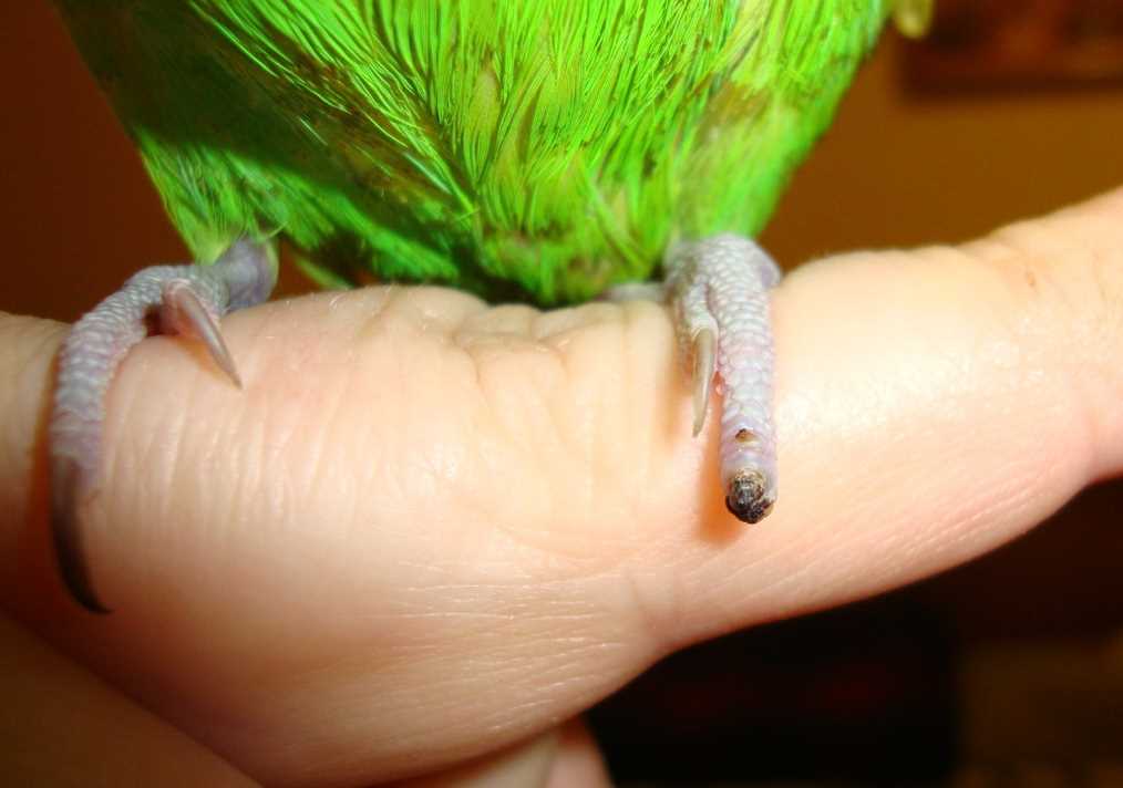 Как правильно остричь когти волнистому попугаю в домашних условиях без вреда для птицы