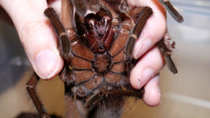 Укус паука: фото поражения кожи, симптомы, первая помощь и лечение укуса паука