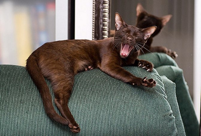 Порода кошек гавана браун: описание и фото
