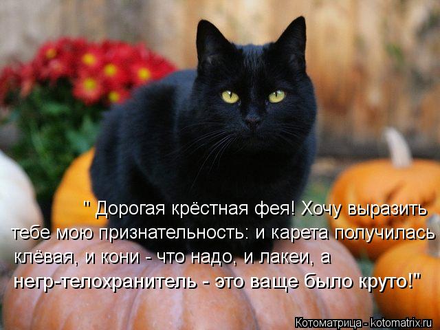 Черная кошка примета: значение и что приносит в дом