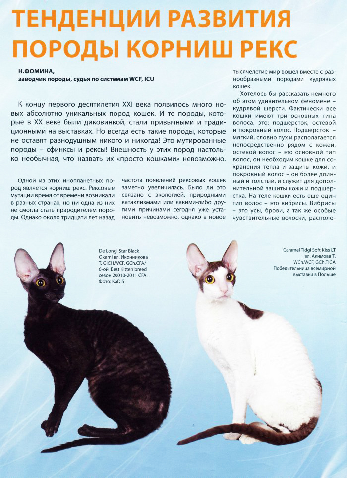 Корниш рекс: фото, описание породы, характер, цены