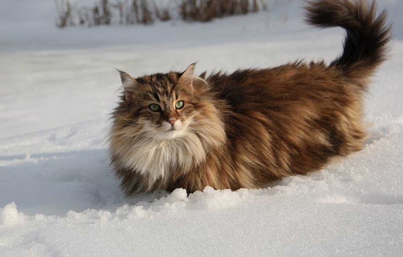 Норвежская лесная порода кошек: описание и характер, размеры, окрасы, особенности ухода, фото, цена котят в питомнике + отзывы