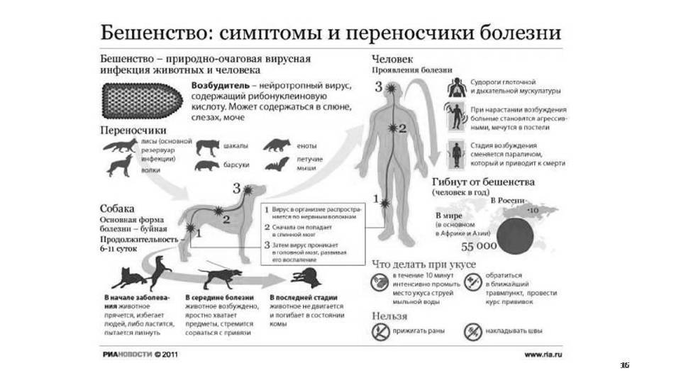 Презентация на тему бешенство у человека