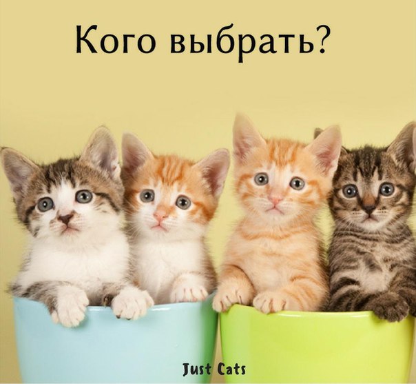 Кот или кошка: кого выбрать и завести?