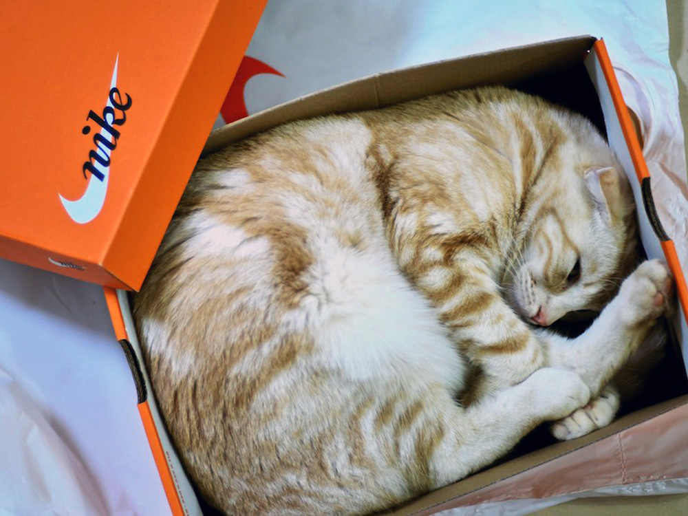 4 причины, по которым кошки без ума от коробок и пакетов
