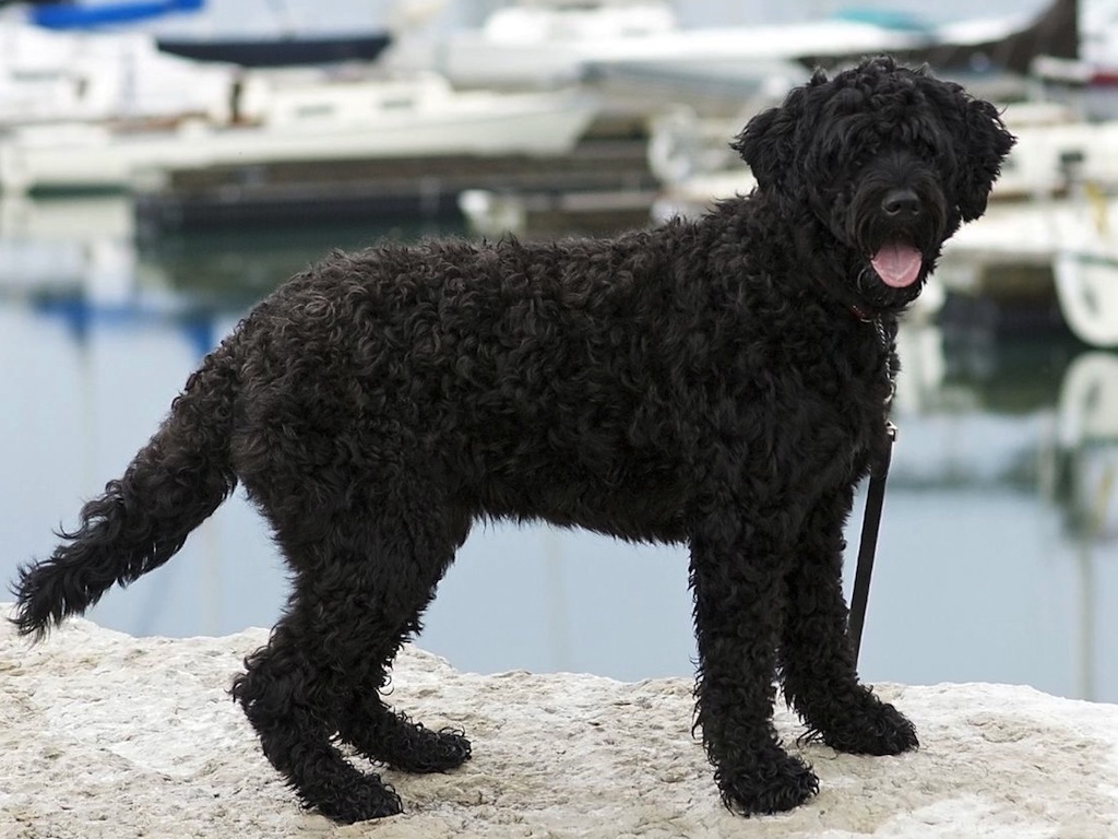 Описание породы португальская водяная собака с отзывами и фото